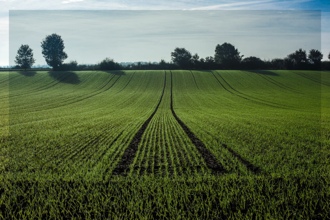 Green field