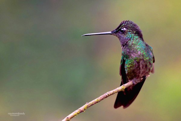Hummingbird standing at the tip of a small branch