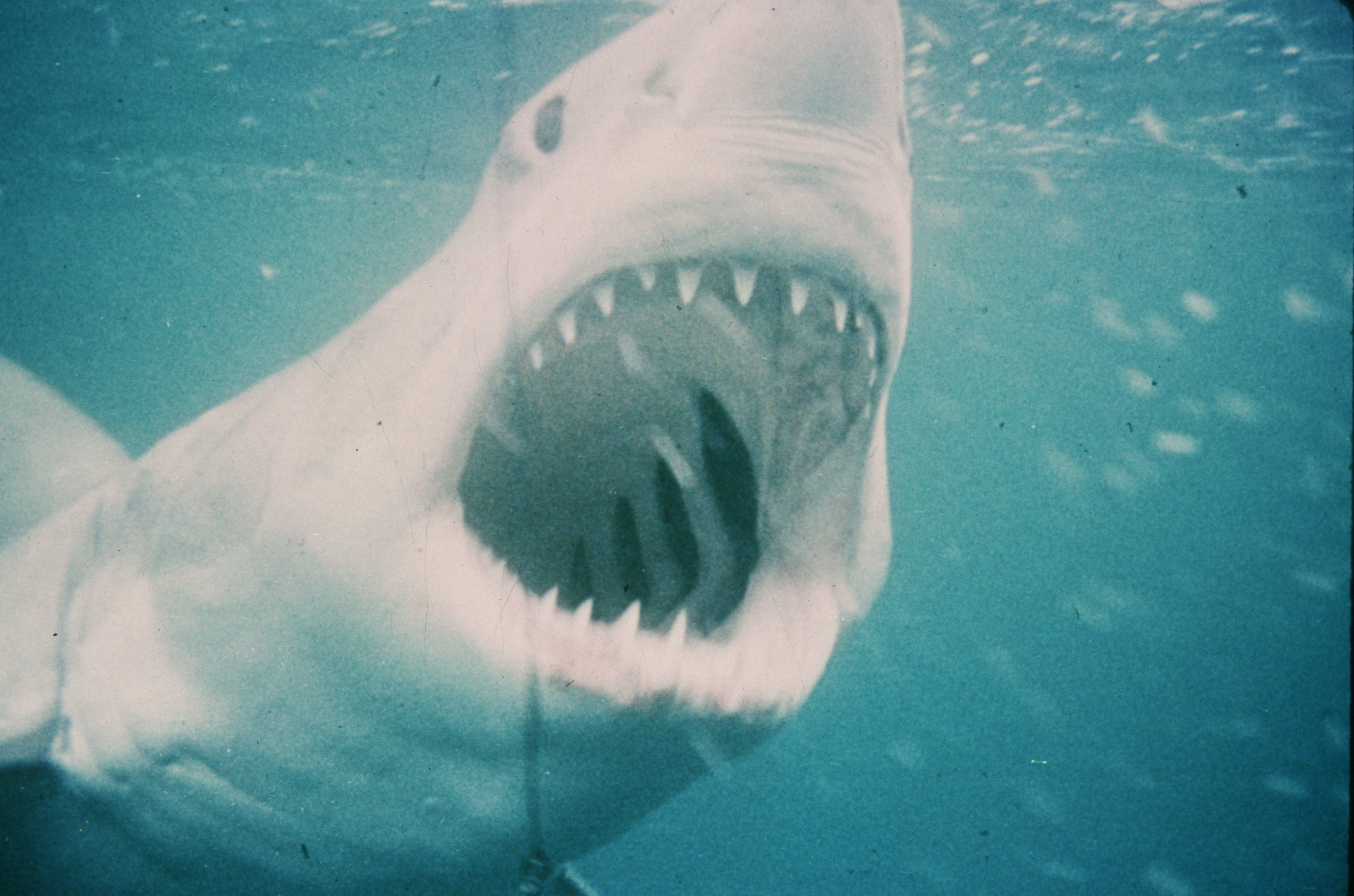 Bilde fra 'JAWS (50TH ANNIVERSARY RE-ISSUE) (2025)'