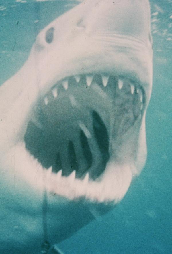 Bilde fra 'JAWS (50TH ANNIVERSARY RE-ISSUE) (2025)'