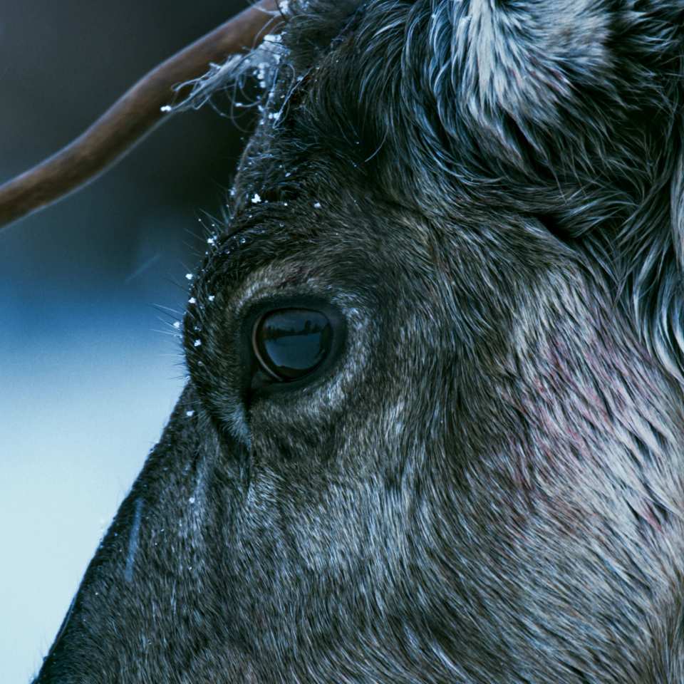 Bilde fra La fjella leve