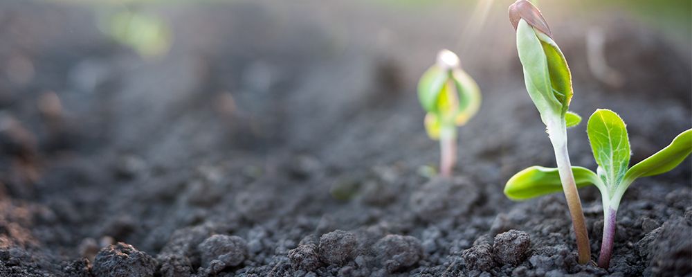 How the Trump Administration Can Unshackle Innovation in Agricultural Biotechnology