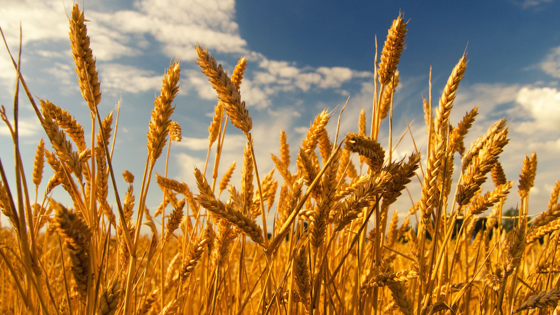 Researchers are using CRISPR to develop gene-edited wheat that makes its own fertilizer