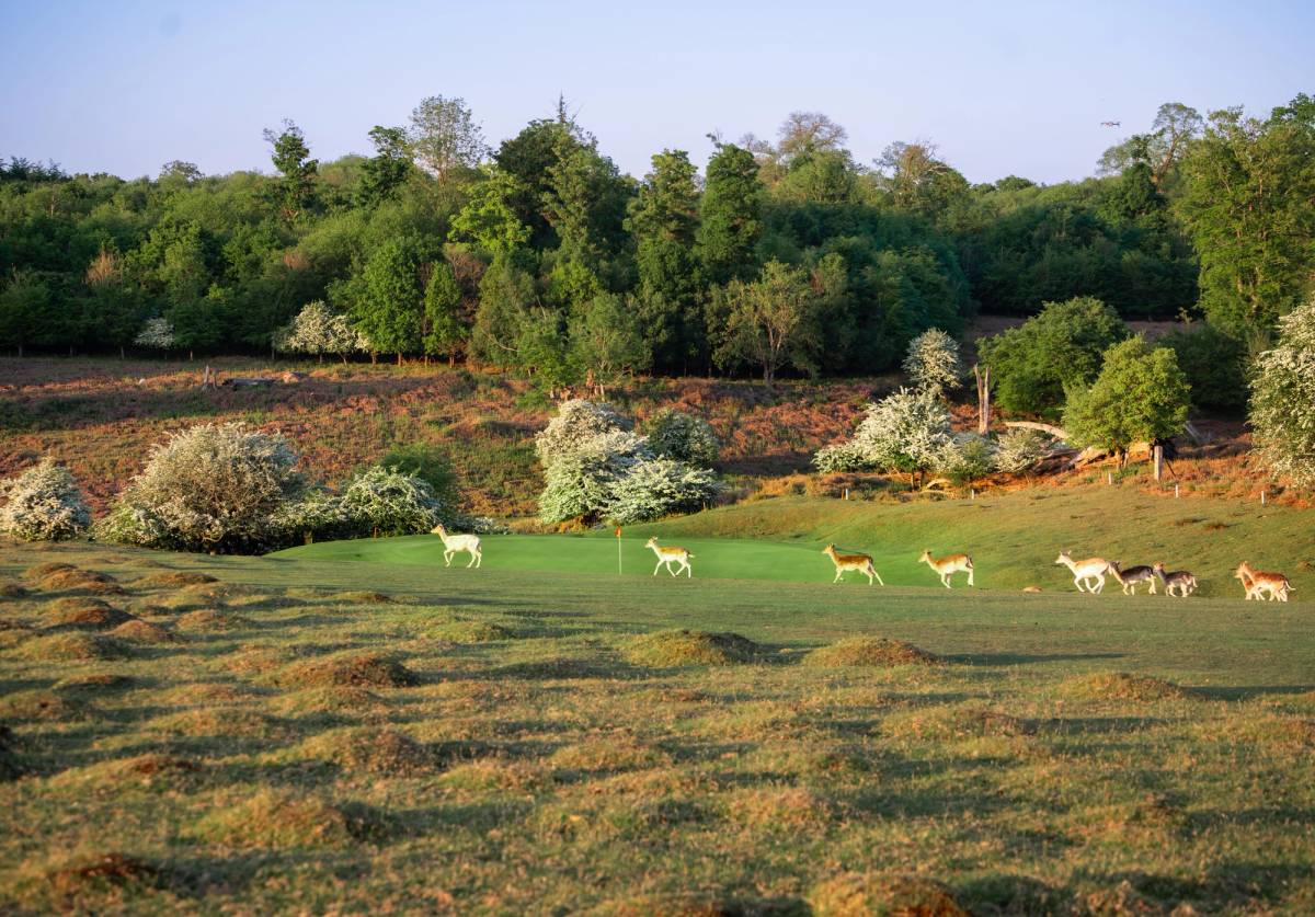 Knole Park Golf Club golf course