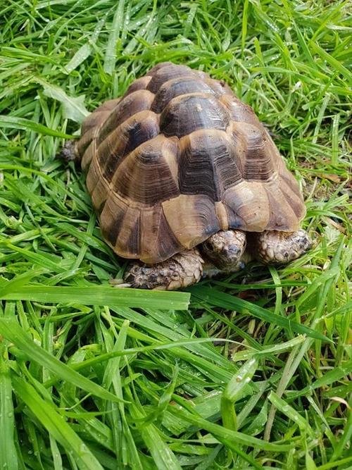 Photo of a horsefield turtle