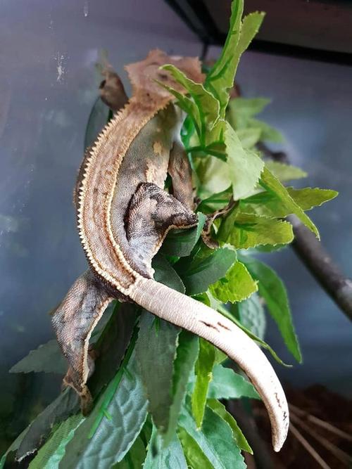 Nacho and Cheese the Crested Geckos