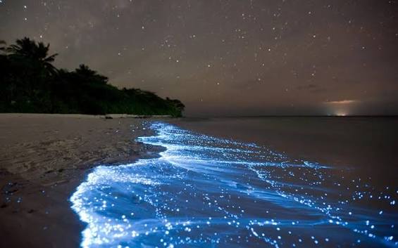 Bioluminescence on the South Coast of Sri Lanka: An Honest Guide to Glowing Seas