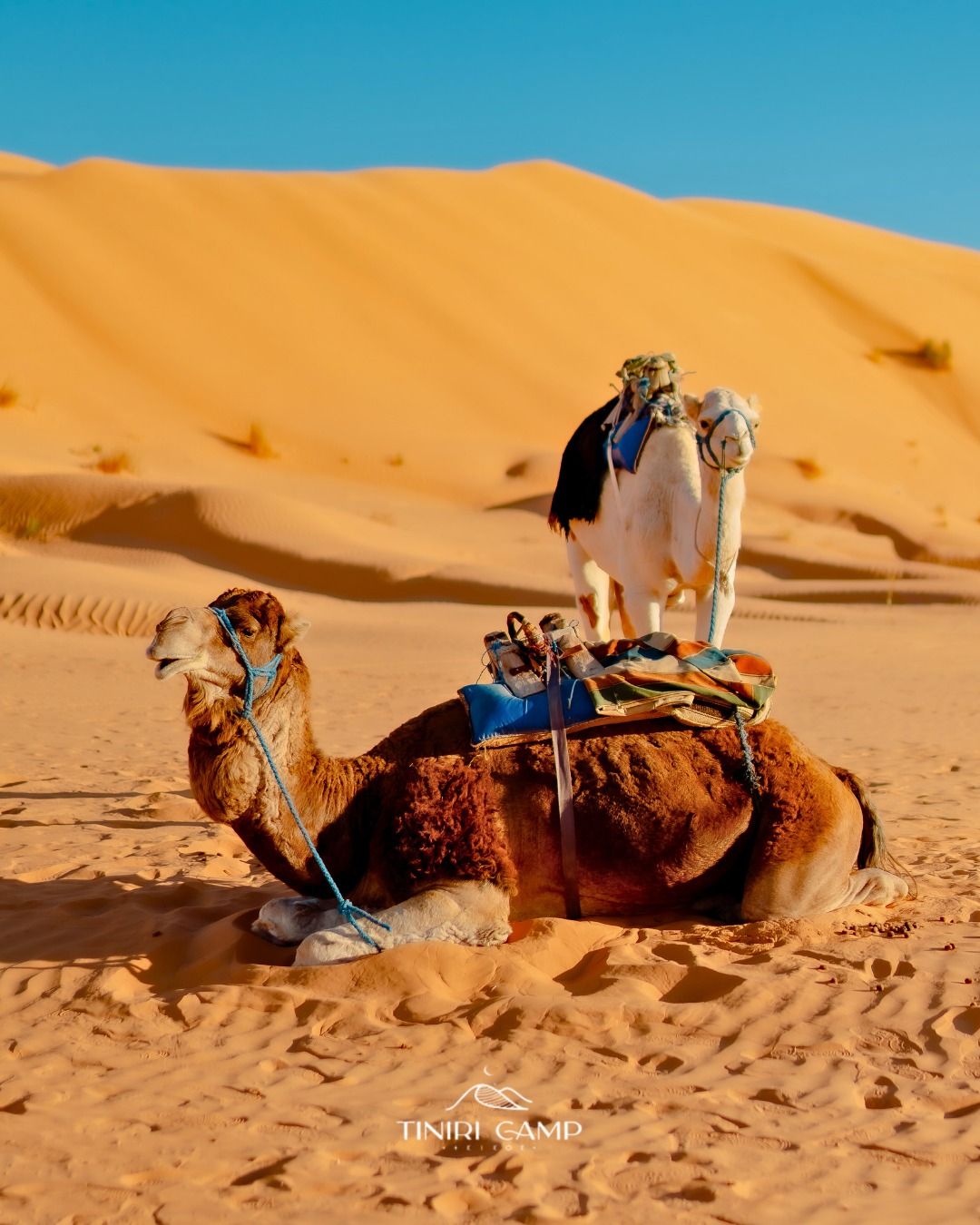 Camel Caravan