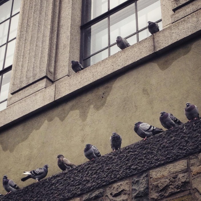 Feral pigeons lined up on a library facade
