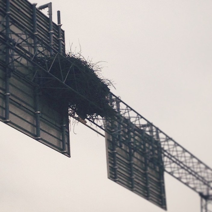 Crow’s nest built behind a highway sign