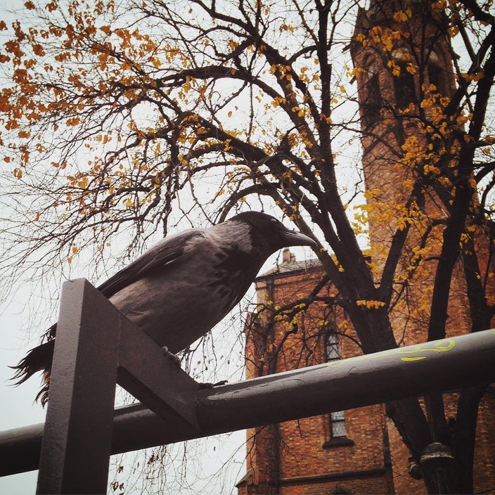 Crow perched on a handrail