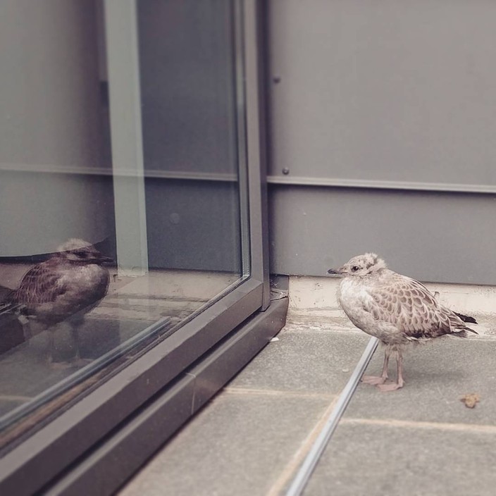 Seagull chick seeing itself reflected in a pane of glass, reflecting on life’s mysteries