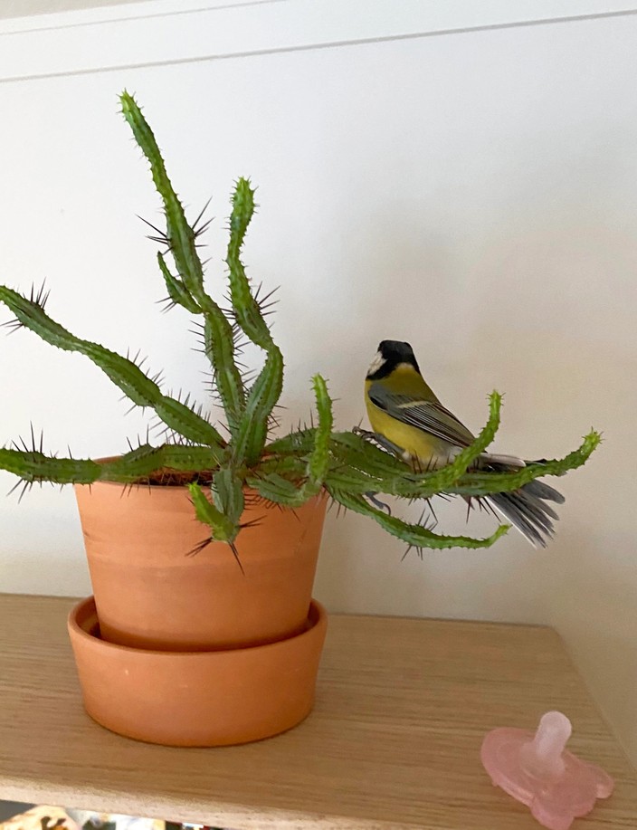 Great tit (Parus major) perched on a potted cactus indoors.