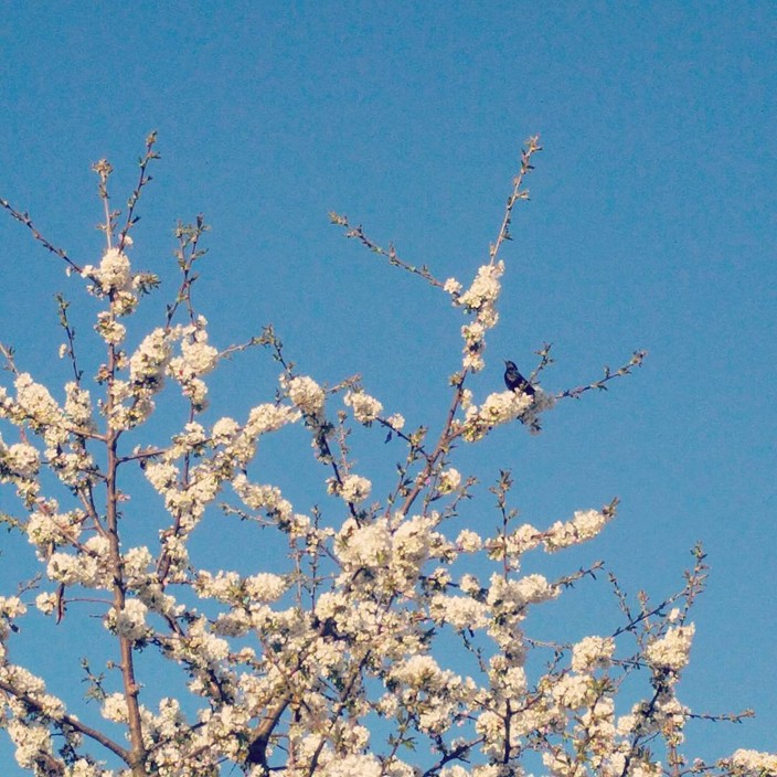 Starling in a cherry tree