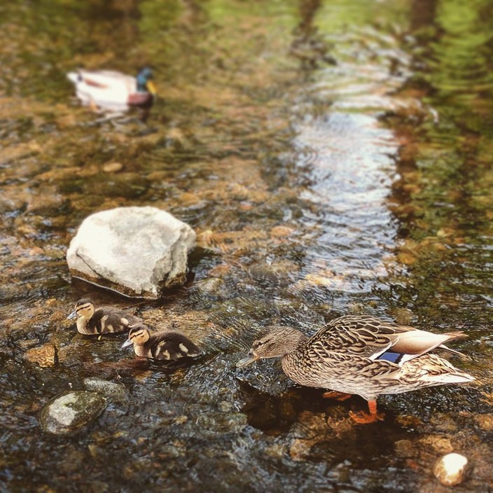 Mallard ducklings