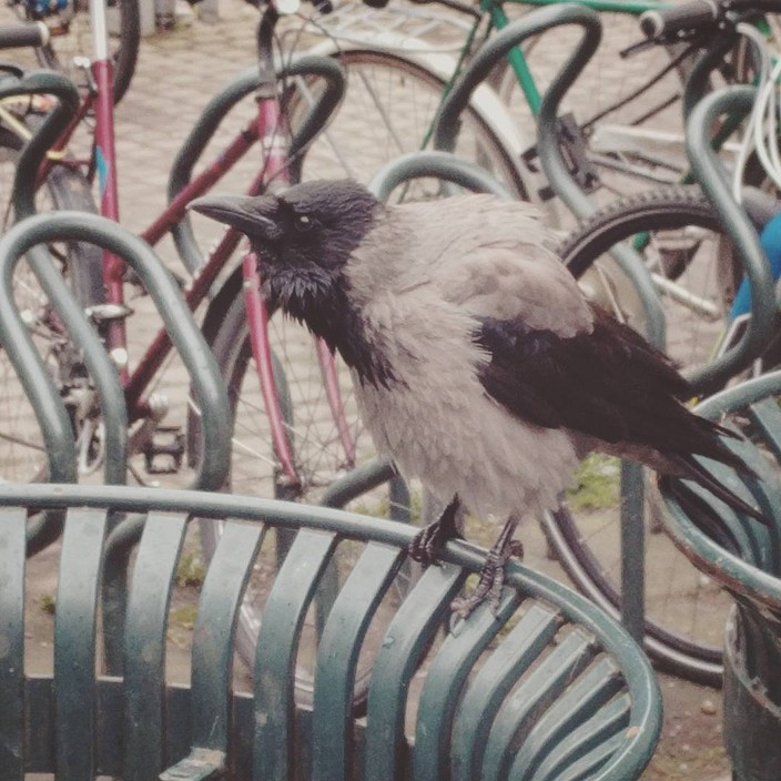 Angry-looking hooded crow perched on a downtown waste bin