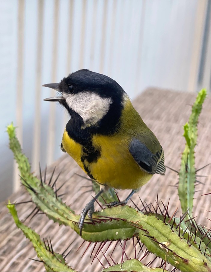 Closeup of great tit (Parus major) perched on a cactus branch.