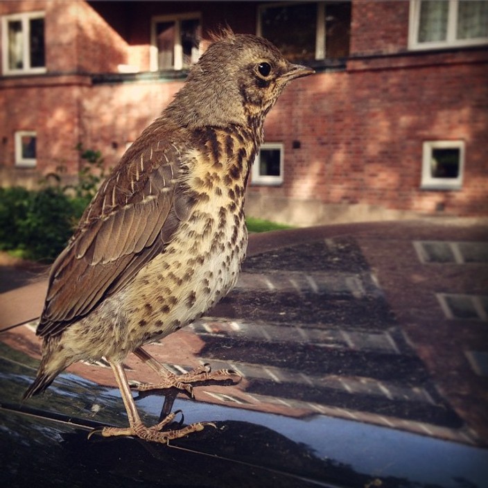 Fieldfare chick sitting on a car roof