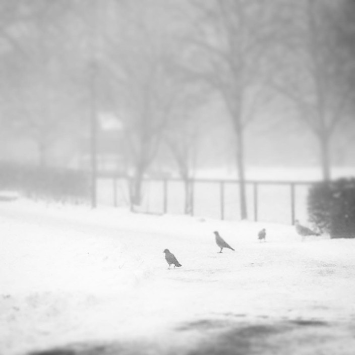 Three crows and a seagull standing in a row on a footpath in a park in the fog.