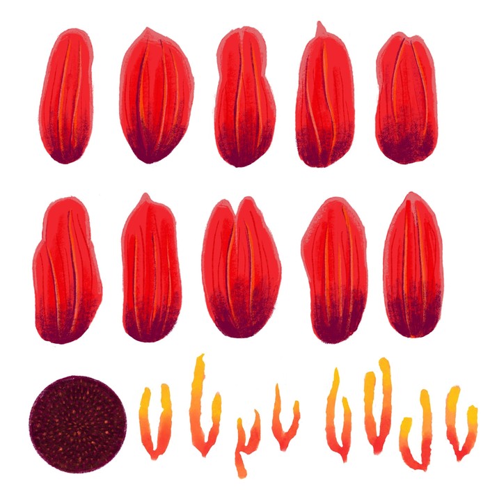 Hand drawn texture map, diagram layout of flower parts.