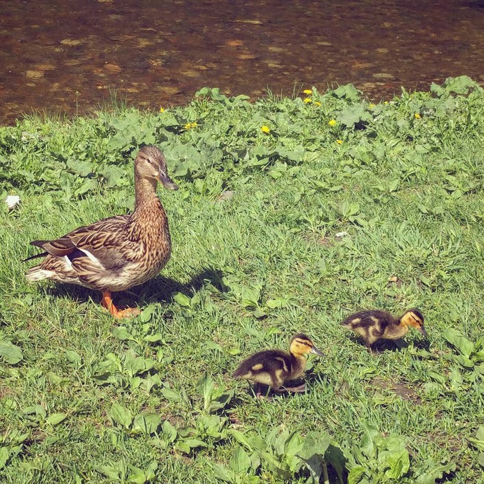 Mallard female with ducklings