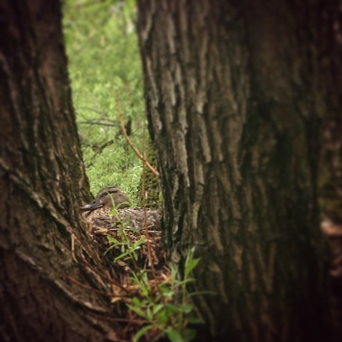 A well-camouflaged female mallard nesting in a tree
