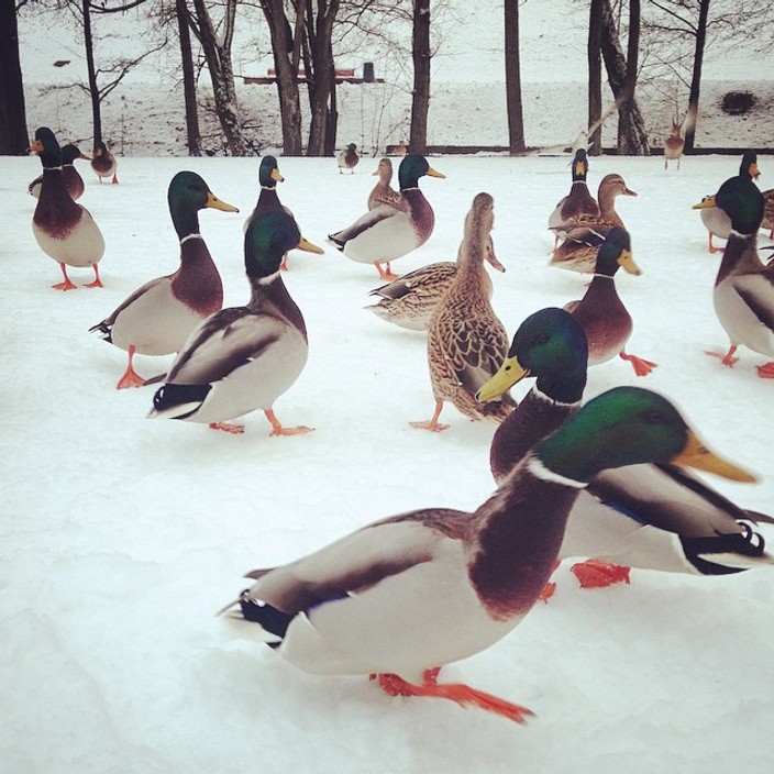 Mallards in the snow