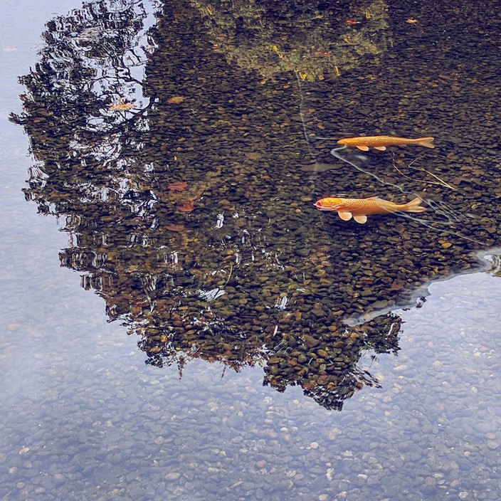 Koi fish in a shallow pond at Akershus Fortress, Oslo