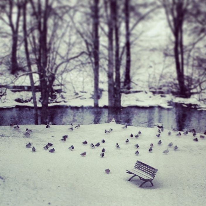 Mallards in the snow. Akerselva near Sagene, Oslo.