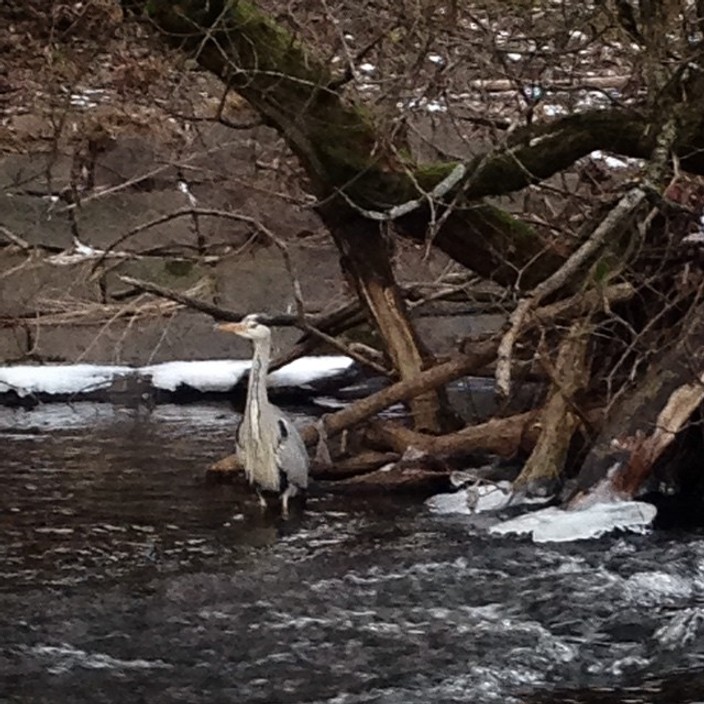 Grey heron standing in a river
