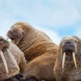 Biodiversity - our strongest natural defence against climate change