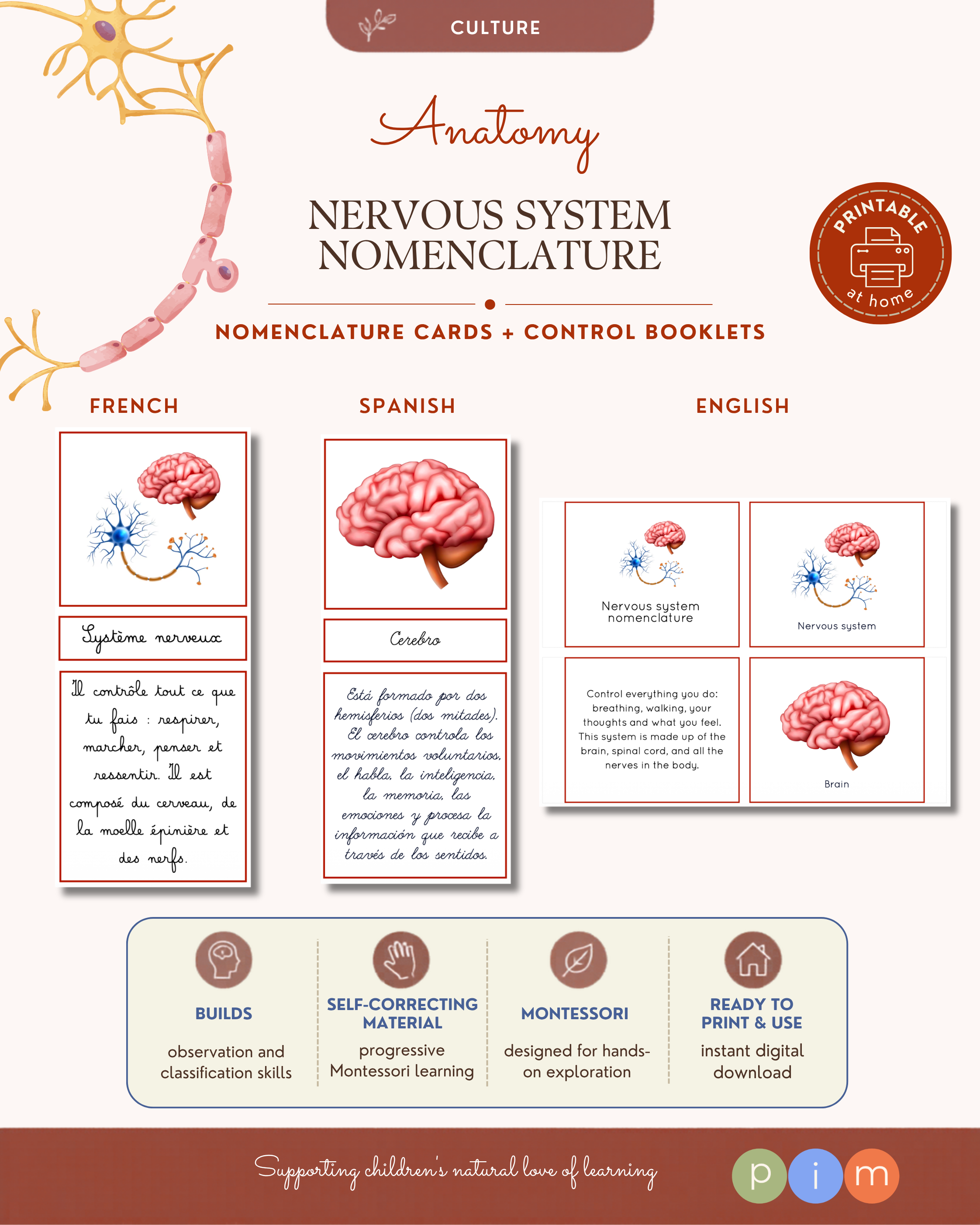 08. Nomenclature du Système Nerveux