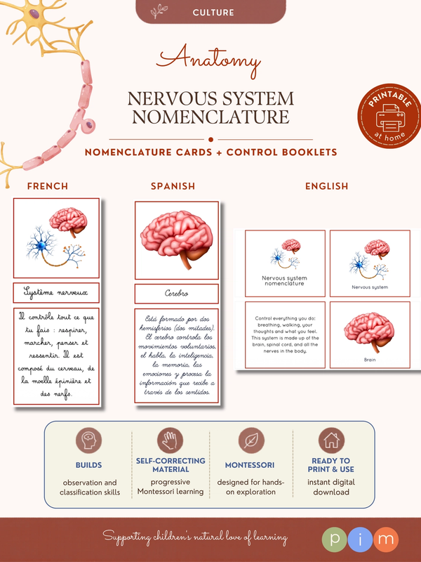 08. Nomenclatura del Sistema Nervioso