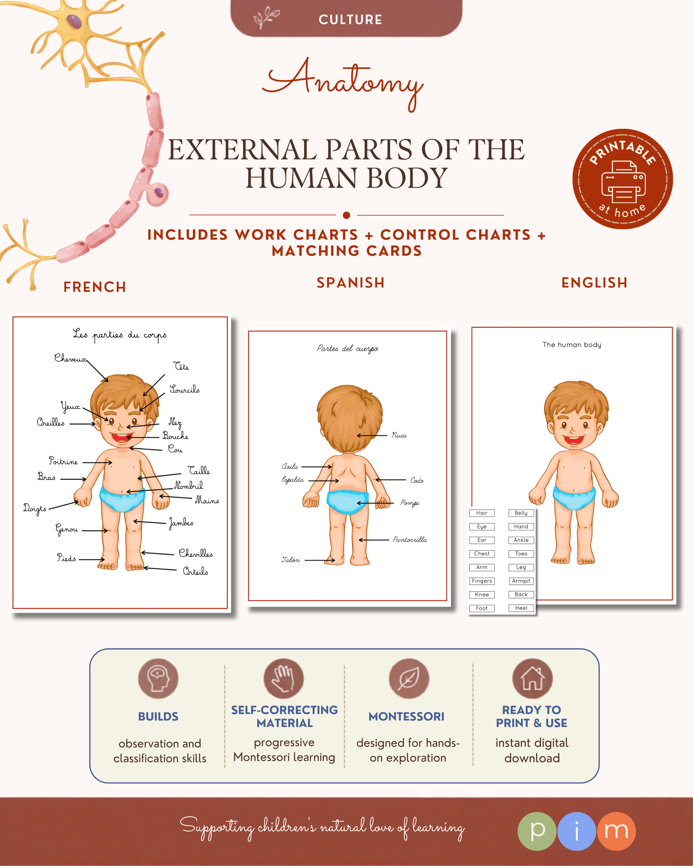 01. Partes Externas del Cuerpo Humano
