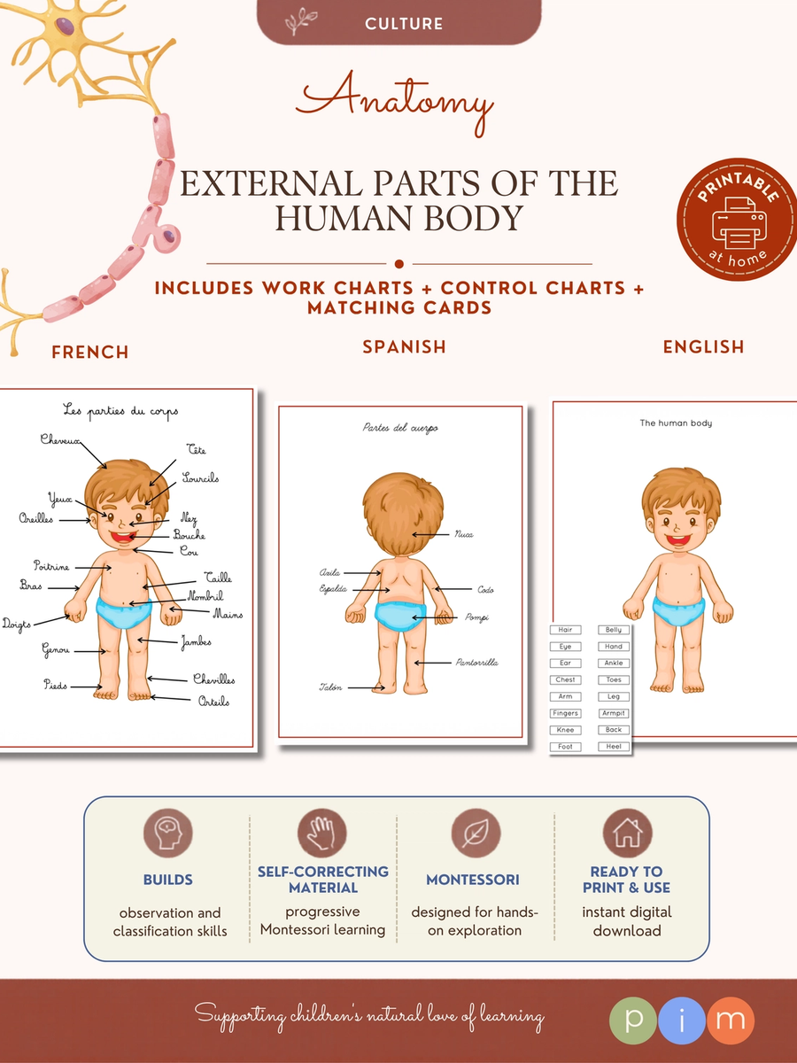 01. Partes Externas del Cuerpo Humano
