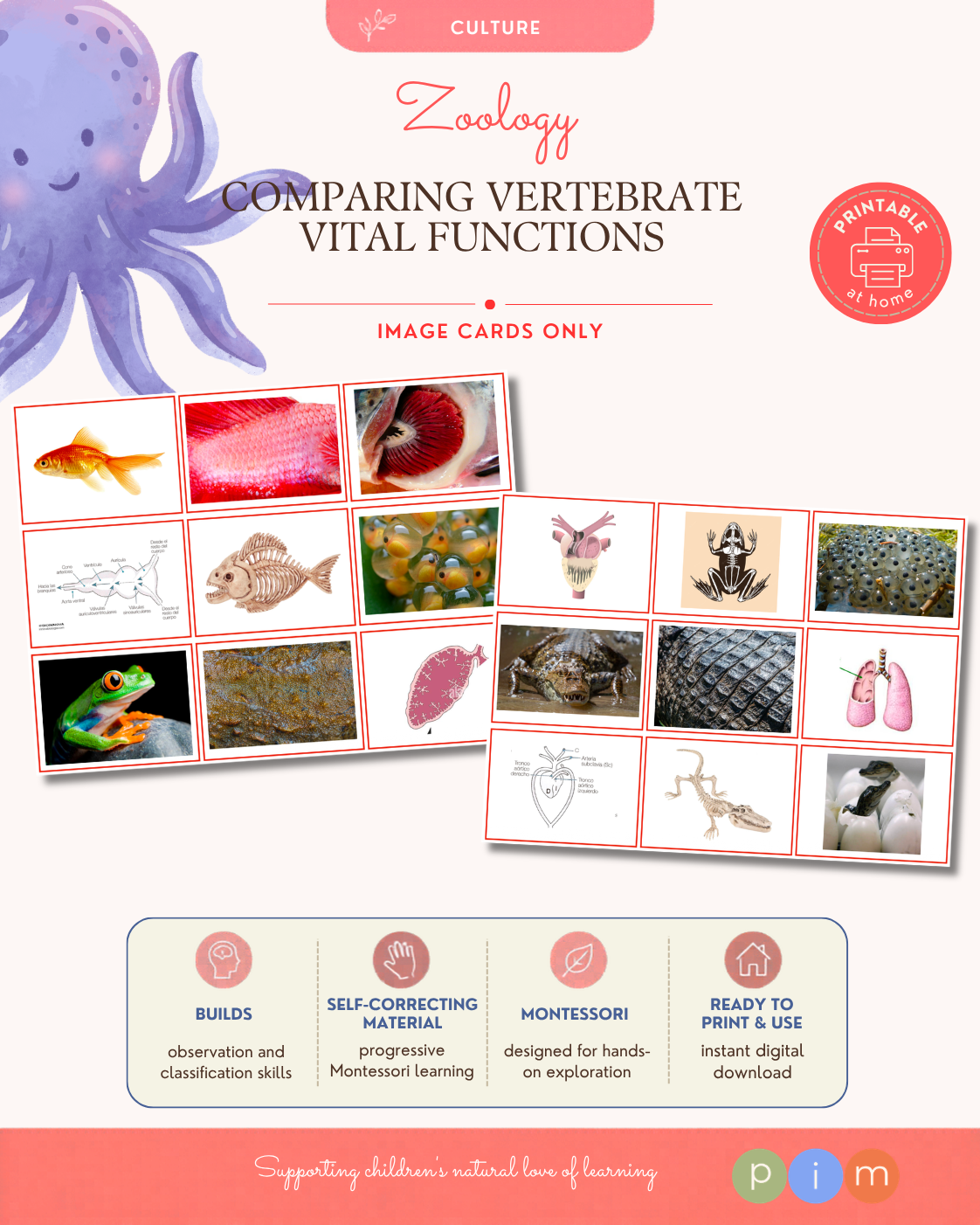 04. Vertebrate Vital Functions Comparison