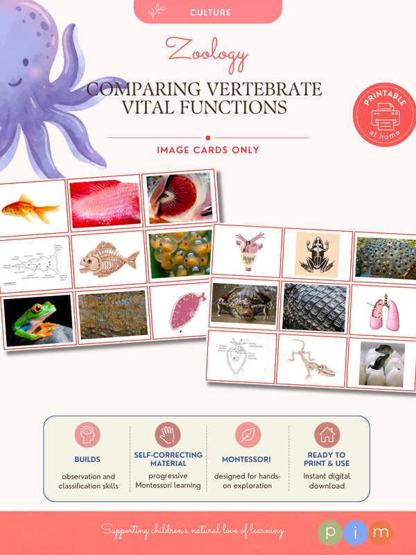 04. Comparaison des Fonctions Vitales des Vertébré