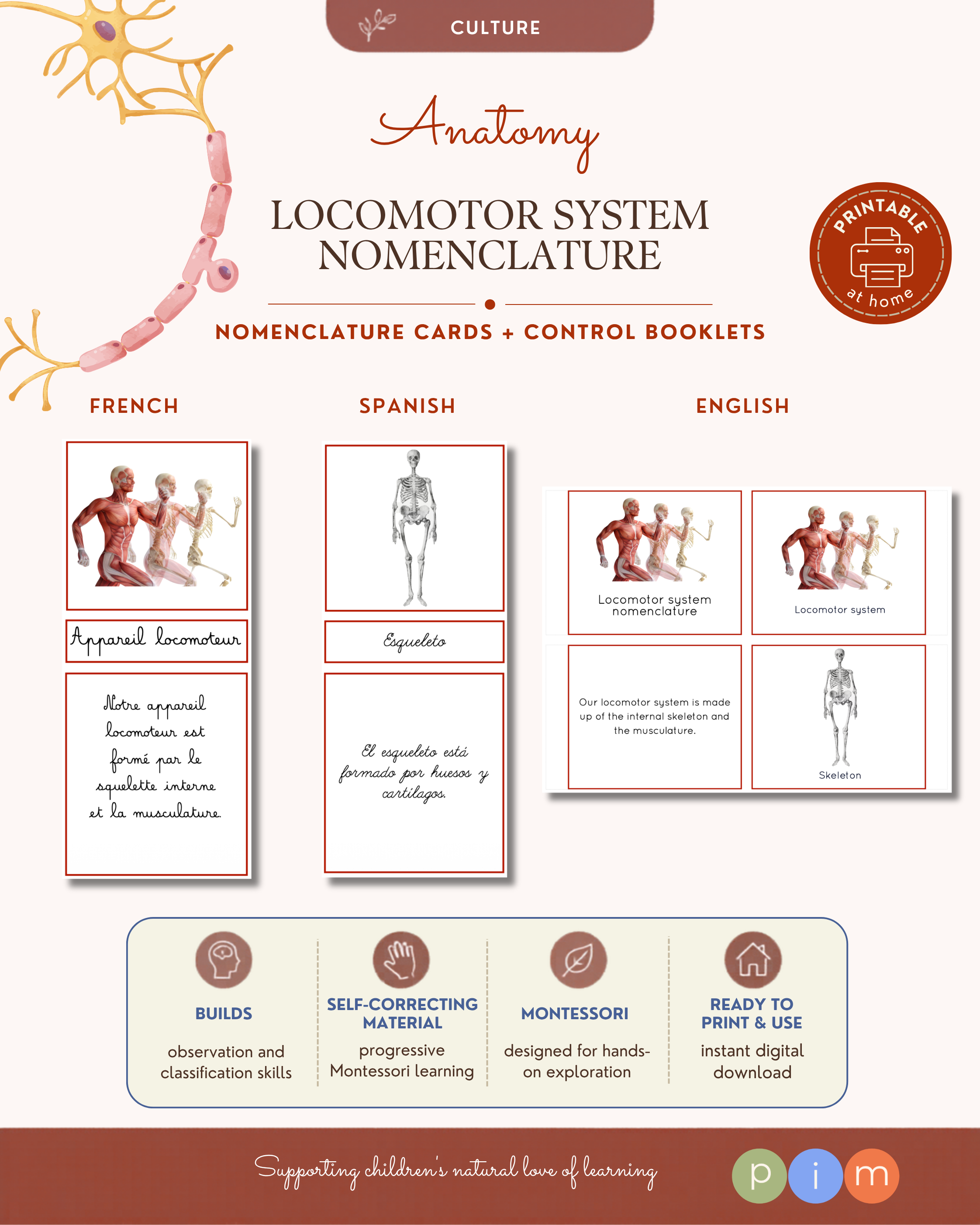 05. Musculoskeletal System Nomenclature