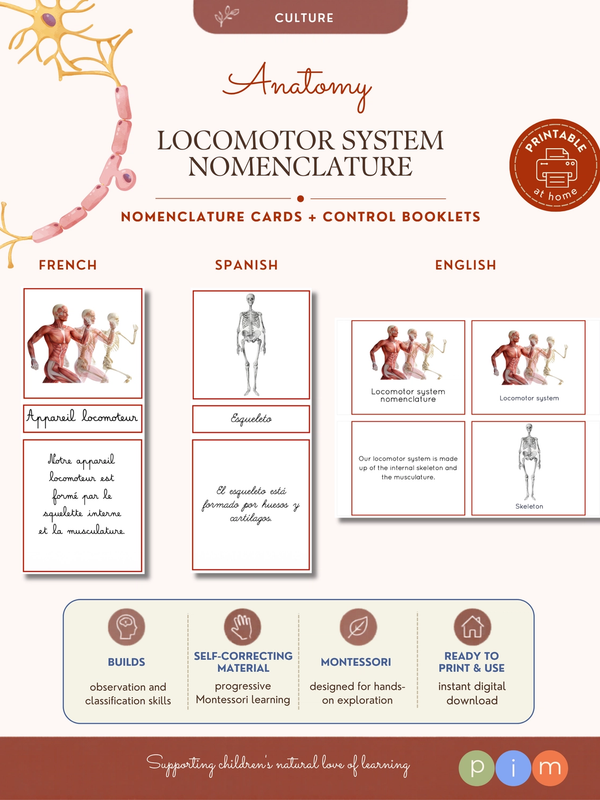 05. Nomenclatura del Aparato Locomotor