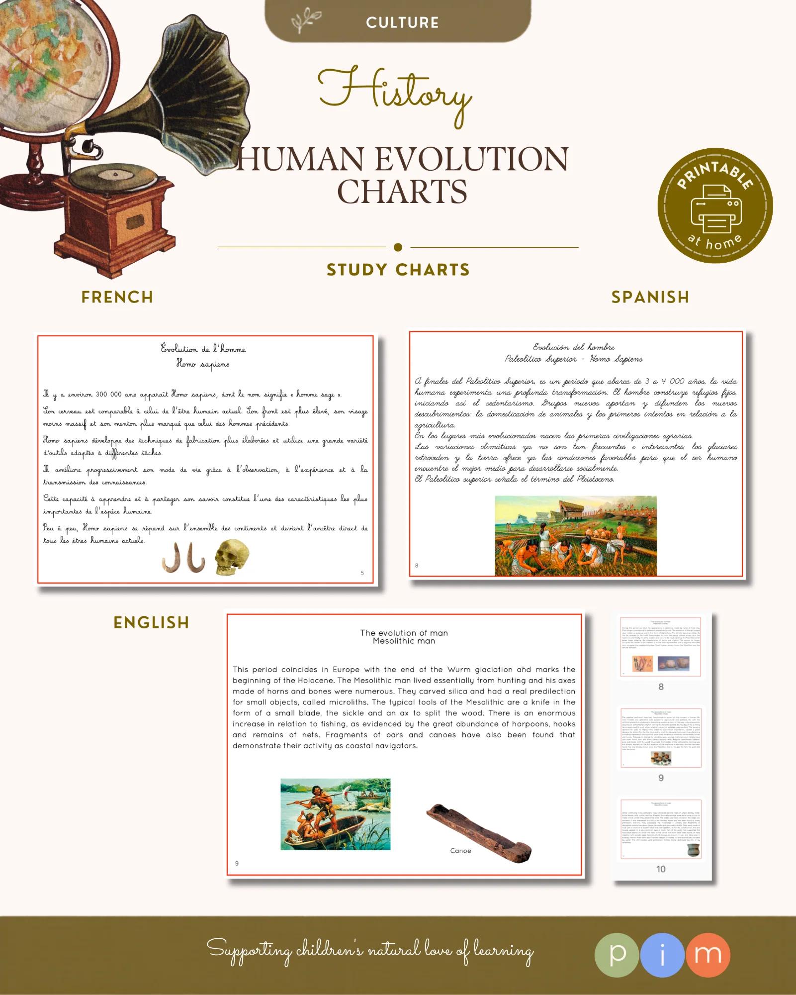 17. Evolución del Hombre - Tarjetas