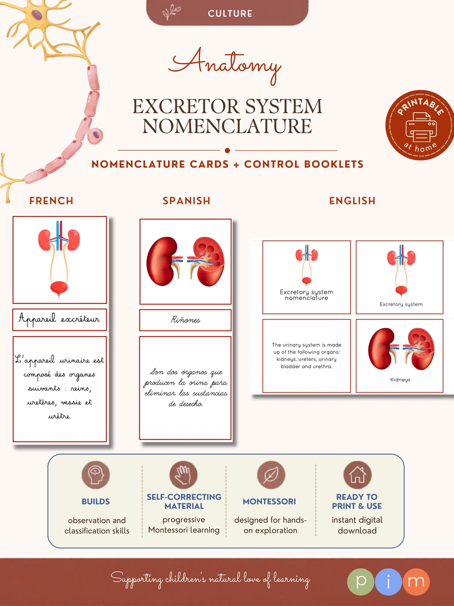 07. Nomenclature de l'Appareil Excréteur