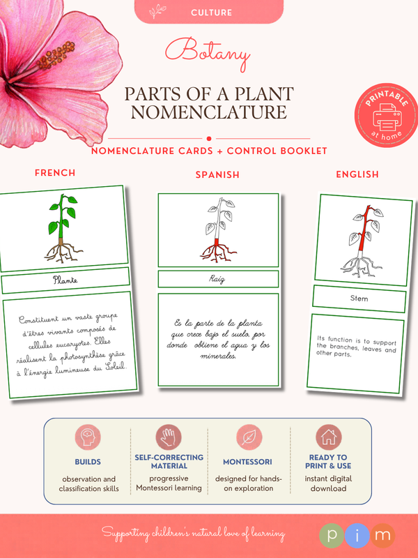 04. Nomenclature de la Plante