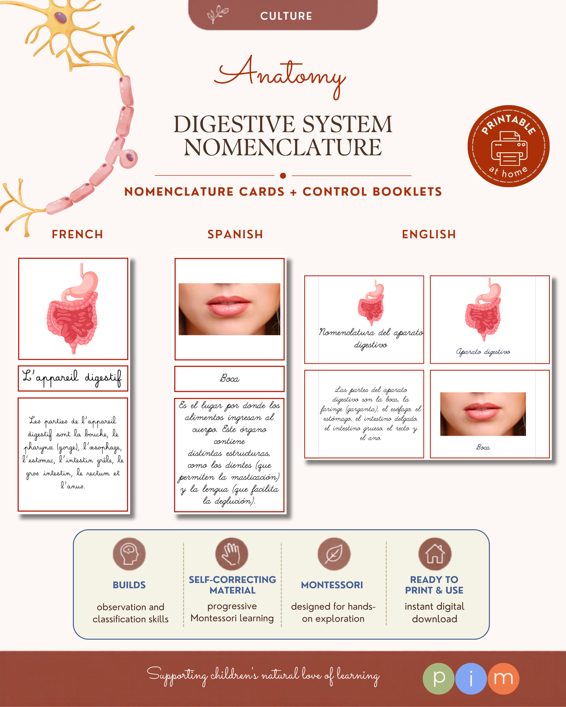 03. Digestive System Nomenclature