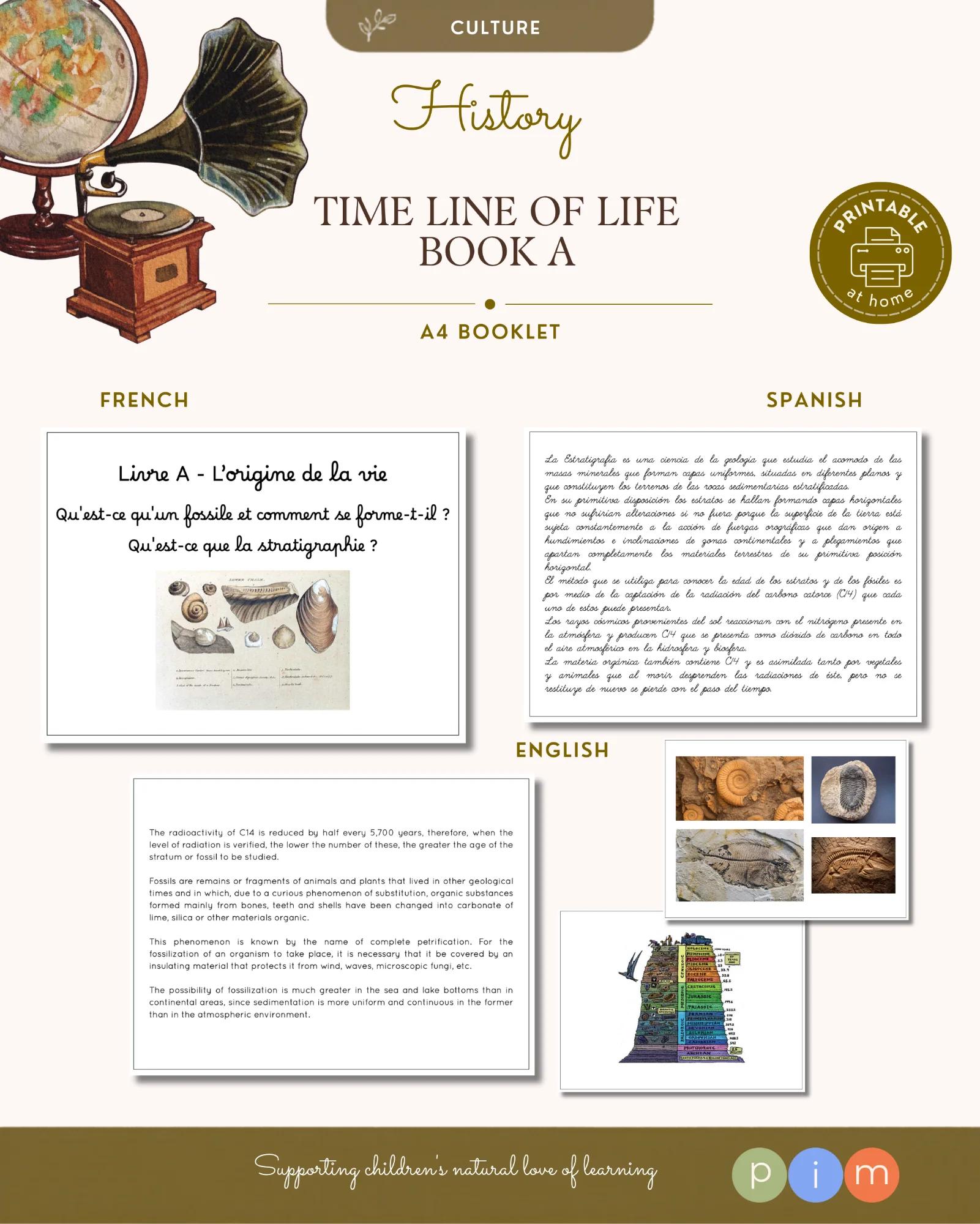 10. Line of life book - Stratigraphy