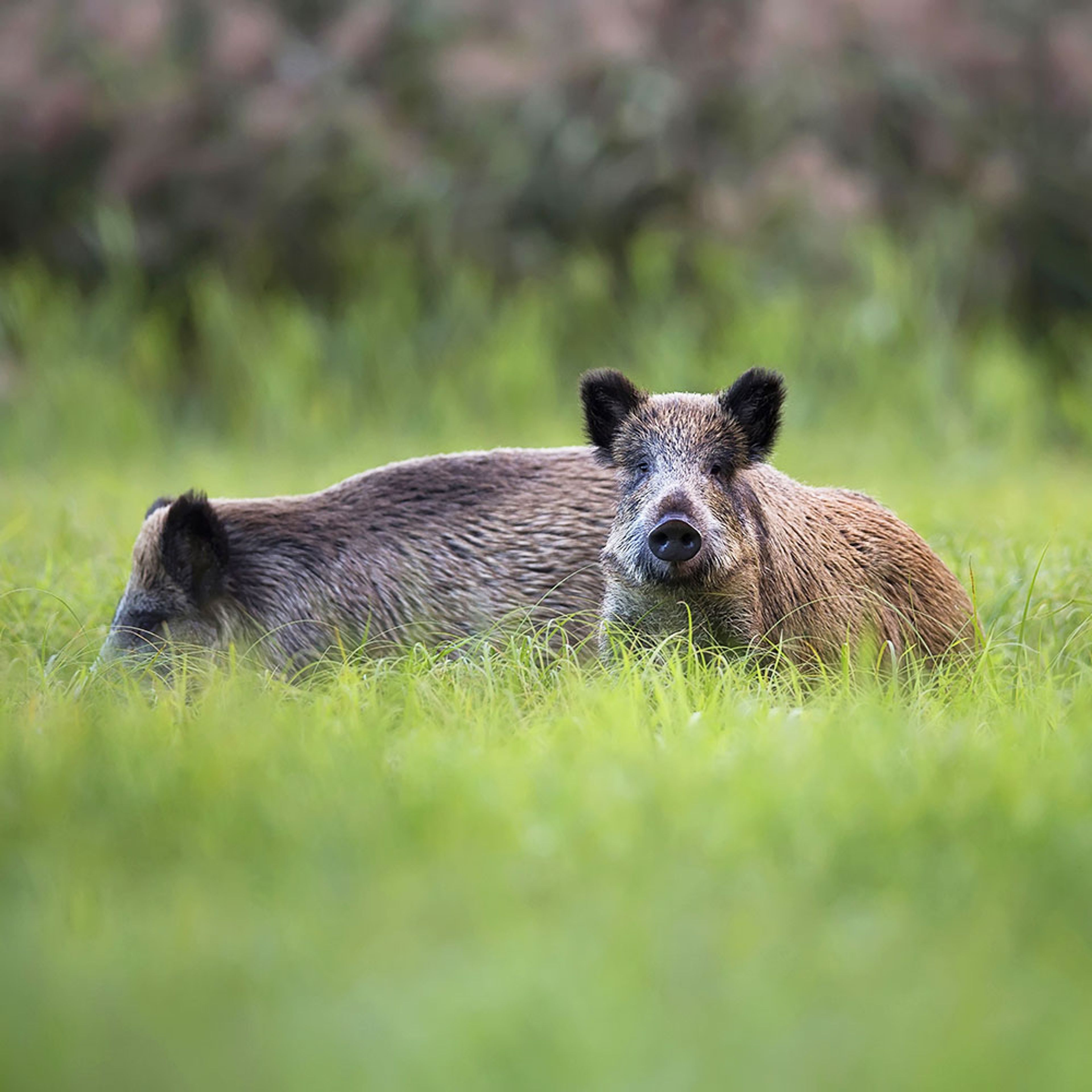 Article Header Image