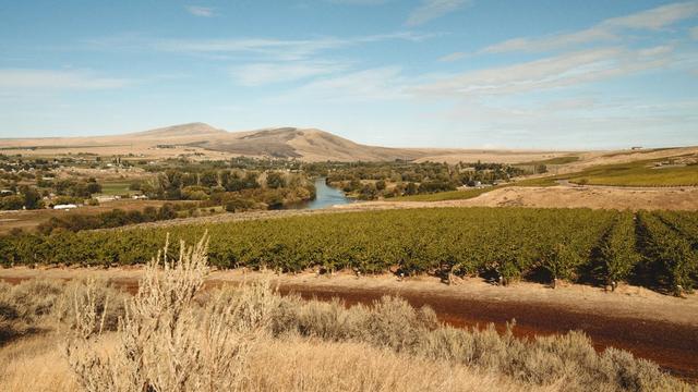 A photograph of a vineyard with a river and grass-covered mountain 