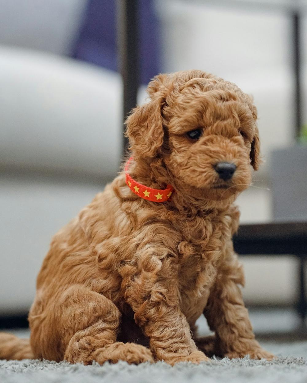 Coco, a red brown male Poodle Toy puppy
