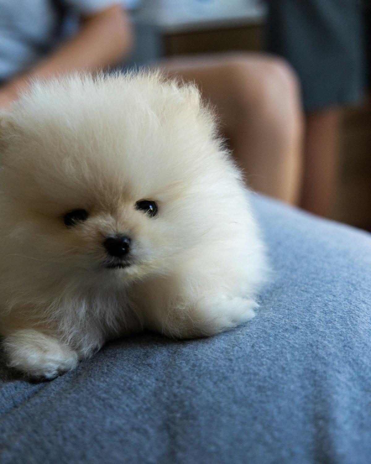 Biscuit, a cream male Pomeranian puppy