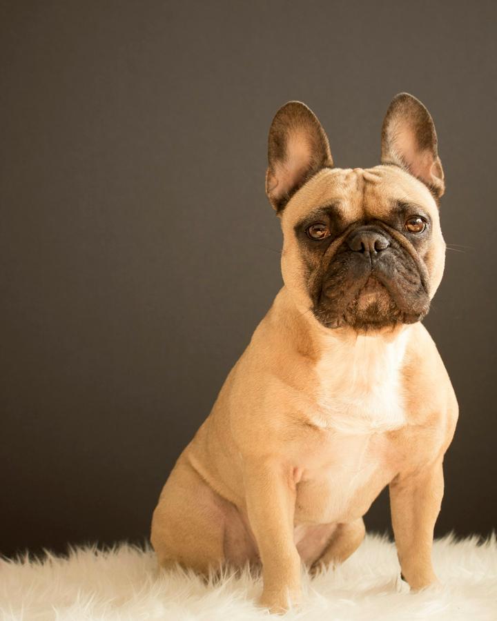 Bruno, a fawn male French Bulldog puppy