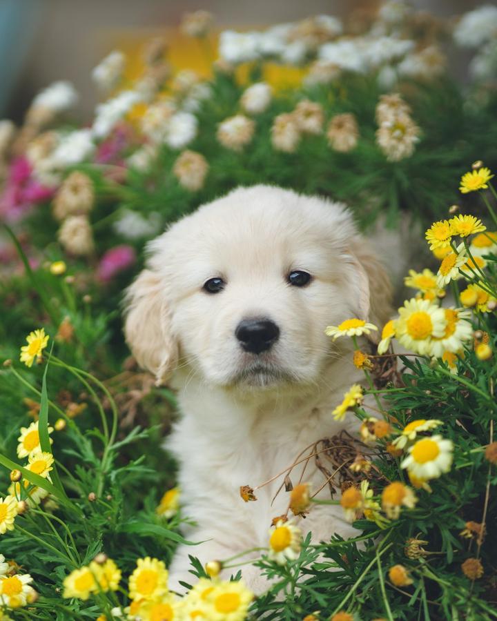 Lucy, a light golden female Golden Retriever puppy